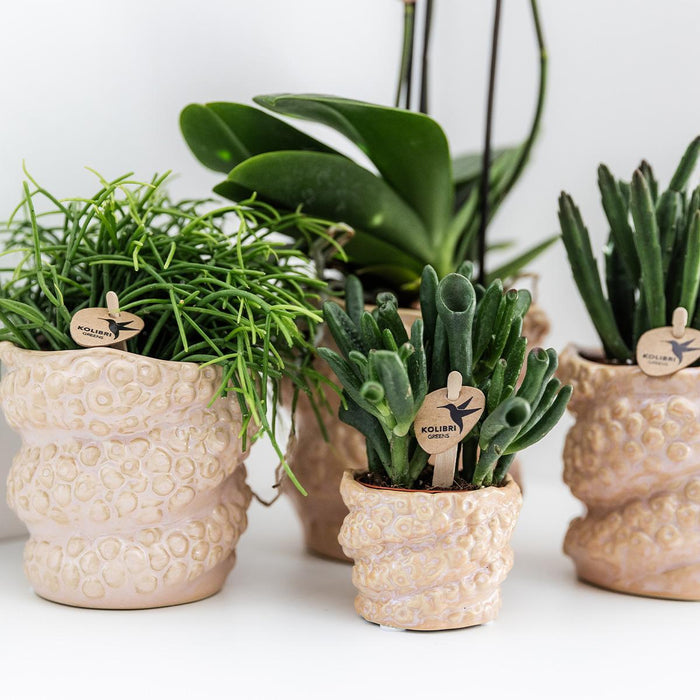 Dekorativ Octopus Keramisk Pot