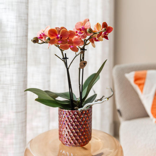 Pot Diamond Pearl Rød