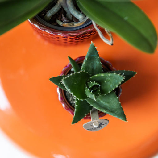 Pot Diamond Pearl Rød