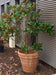 Benocci Terracotta Pot Ø60Cm Til Planter