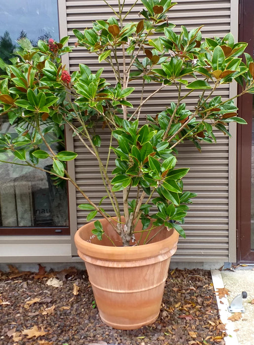 Benocci Terracotta Pot Ø80Cm UV Gel Resistent