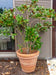 Benocci Terracotta Pot Ø80Cm UV Gel Resistent