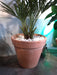 Graffiato Terracotta Pot Ø41 Cm Italiensk Fremstillet