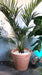 Graffiato Terracotta Pot Ø41 Cm Italiensk Fremstillet