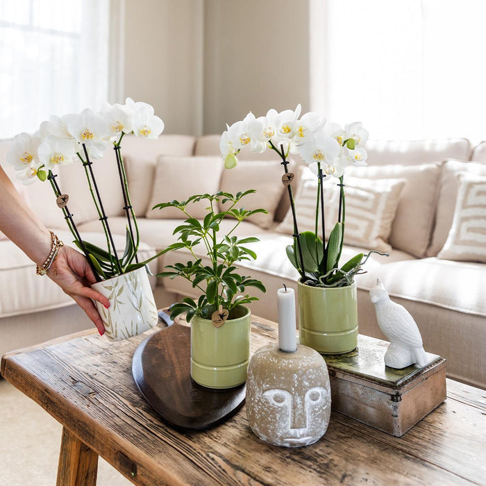 Green Leaf Pot - Pastelblade