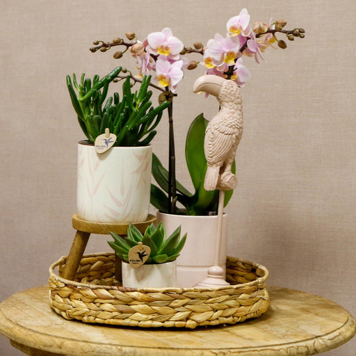 Pink Leaf Pot Til Orkideer Og Grønne Planter