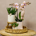Pink Leaf Pot Til Orkideer Og Grønne Planter