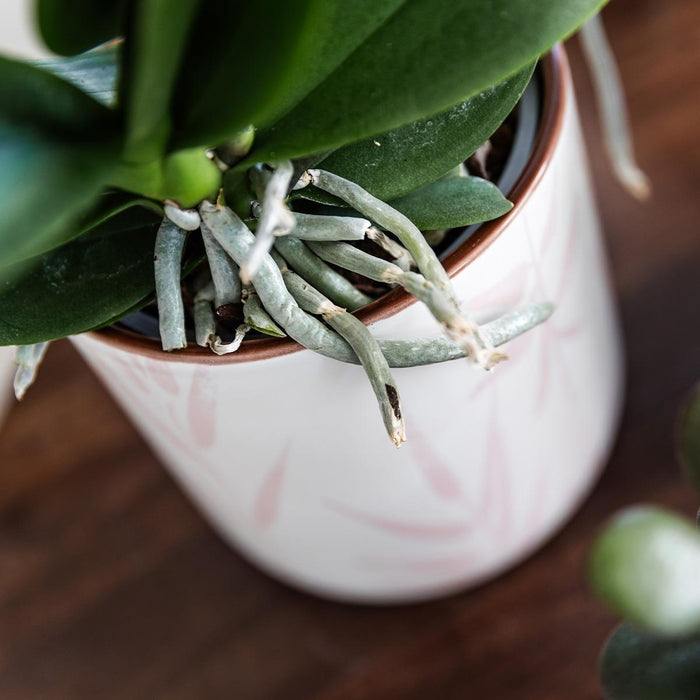 Pink Leaf Pot Til Orkideer Og Grønne Planter