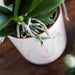 Pink Leaf Pot Til Orkideer Og Grønne Planter