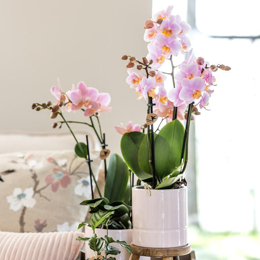 Raffineret Hvid Pastel Pot