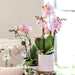 Raffineret Hvid Pastel Pot