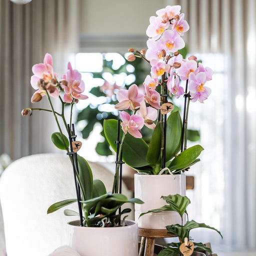 Blød Lyserød Pastel Pot