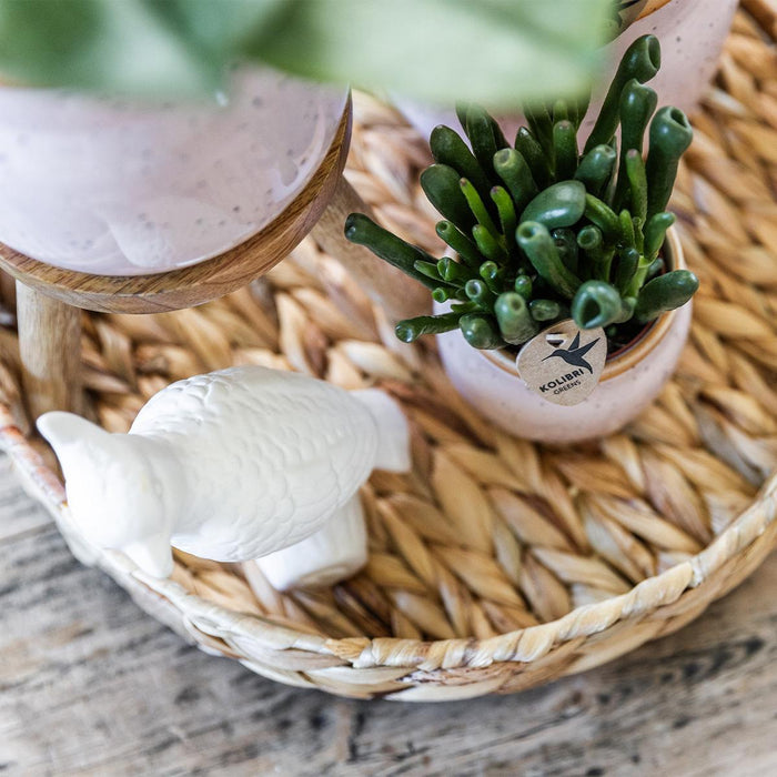 Blød Lyserød Pastel Pot