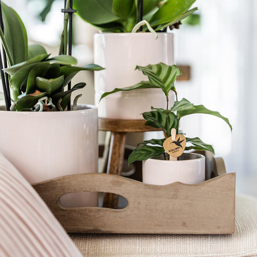 Blød Lyserød Pastel Pot