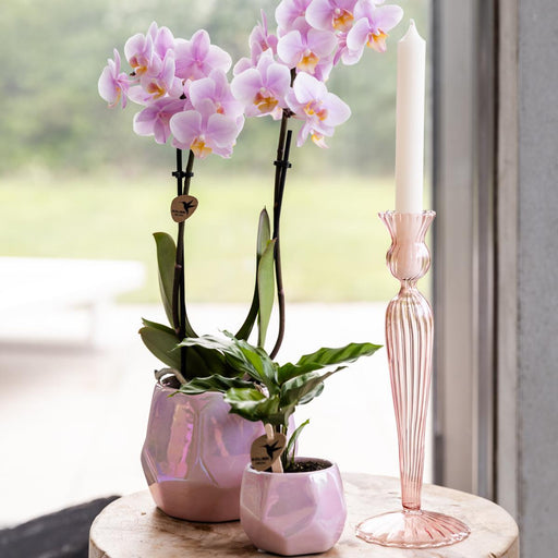 Pearl Pot - Pink - Indre Udstråling