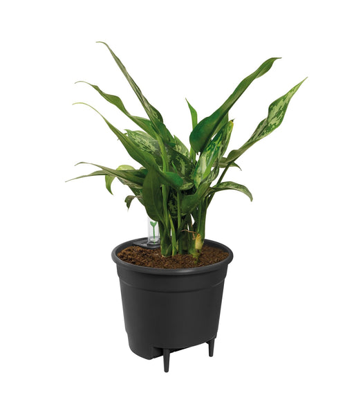 Sort Vand Reservoir Pot D33Cm
