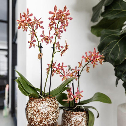 Safari Pot - Elegant Keramik Til Planter