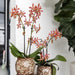 Safari Pot - Elegant Keramik Til Planter