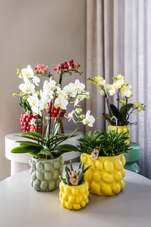 Gul Keramisk Citrus Pot