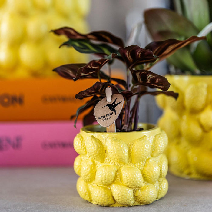 Gul Keramisk Citrus Pot