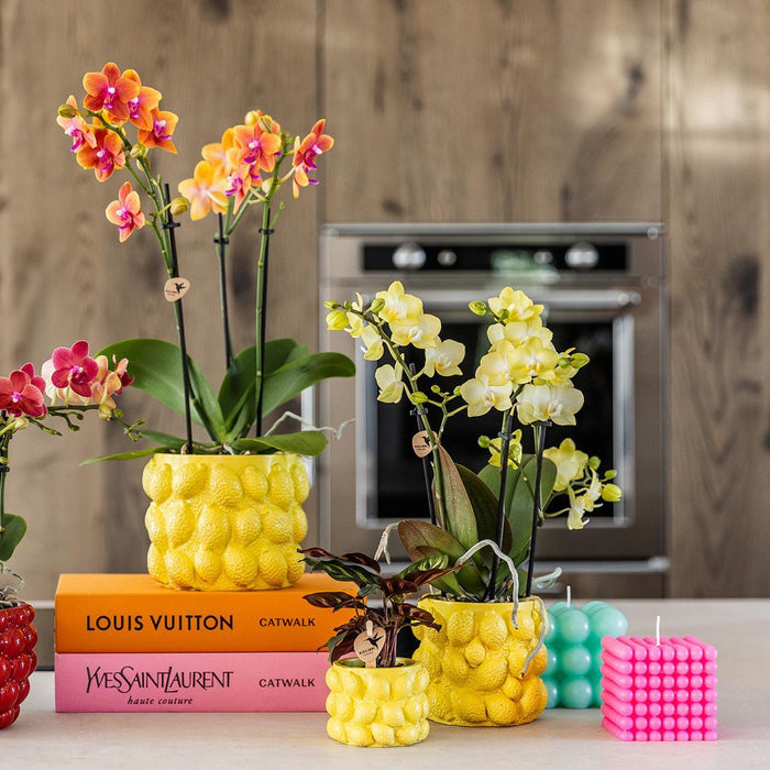 Gul Keramisk Citrus Pot