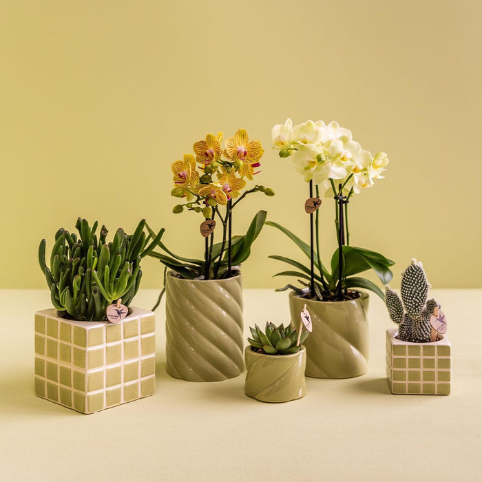 Candy Dekorative Pot – Høj – Grøn