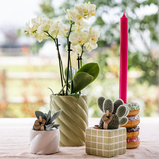 Candy Dekorative Pot – Høj – Grøn