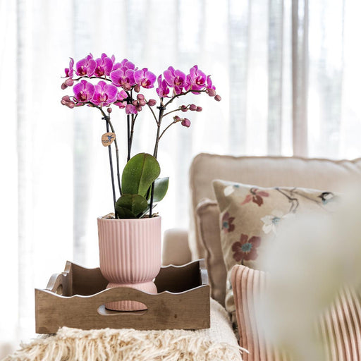 Diabolo Pink Dekorativ Pot