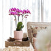 Diabolo Pink Dekorativ Pot