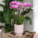Diabolo Pink Dekorativ Pot