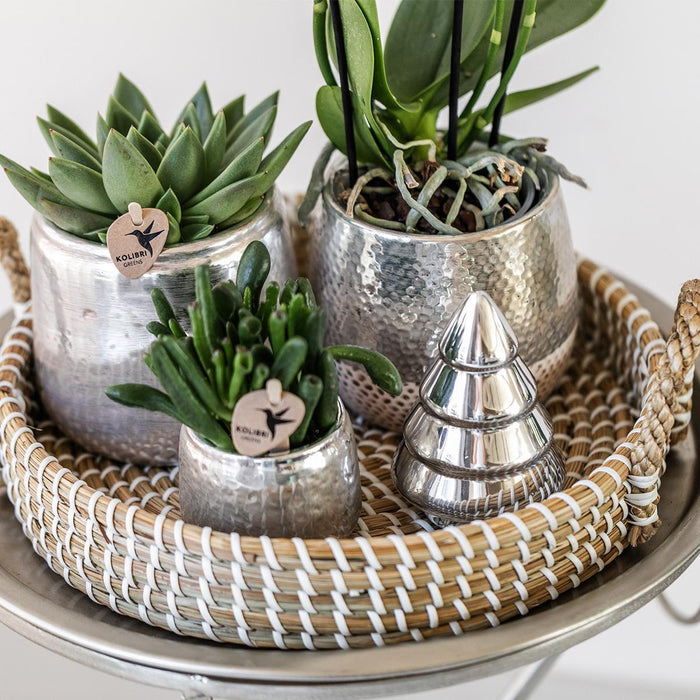 Elite Shiny Silver Dekorativ Pot
