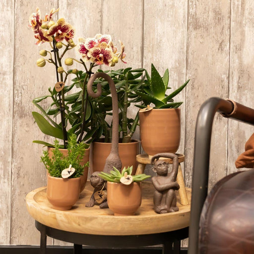 Glaseret Dekorativ Gryde - Cognac Blank Keramik