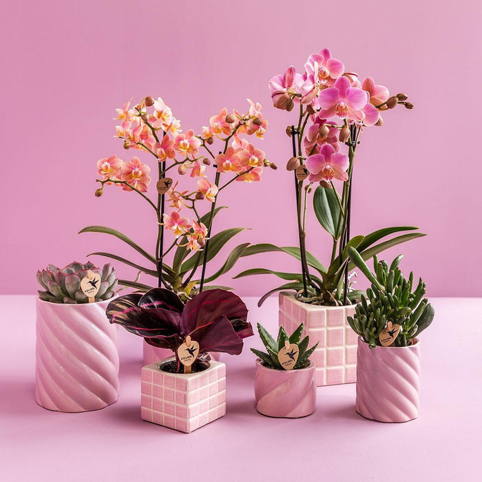 Mosa Pink Dekorativ Potte