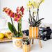 Malet Stripe Dekorativ Potte - Orange