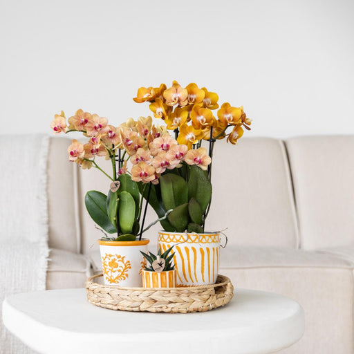 Malet Stripe Dekorativ Potte - Orange