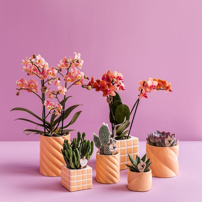 Peach Candy Dekorativ Krukke