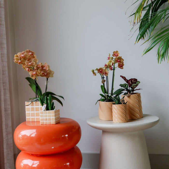 Peach Candy Dekorativ Krukke