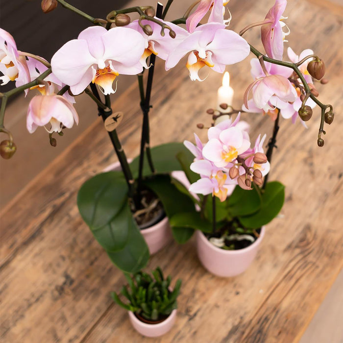 Skinnende Pink Keramik Dekorativ Pot