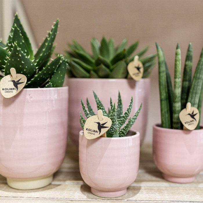 Skinnende Pink Keramik Dekorativ Pot