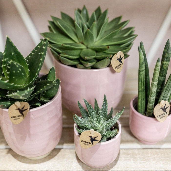 Skinnende Pink Keramik Dekorativ Pot