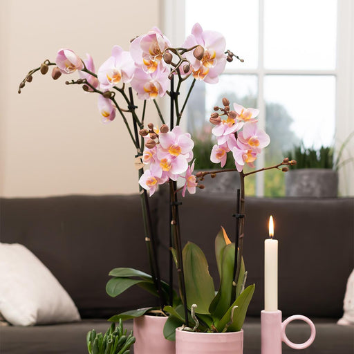 Skinnende Pink Keramik Dekorativ Pot