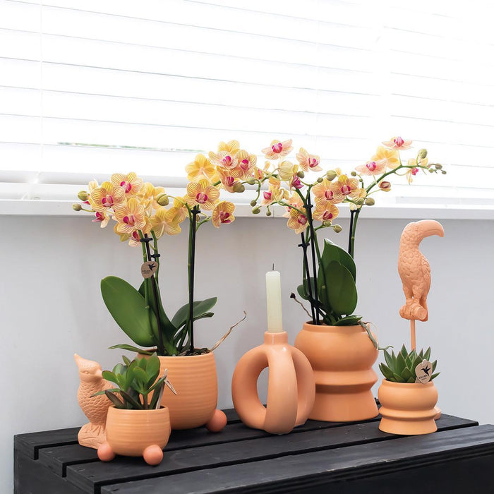 Rolling Peach Dekorativ Pot - Mat Keramik