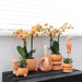 Rolling Peach Dekorativ Pot - Mat Keramik