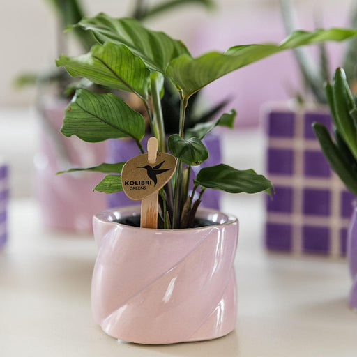 Pink Candy Keramisk Pot