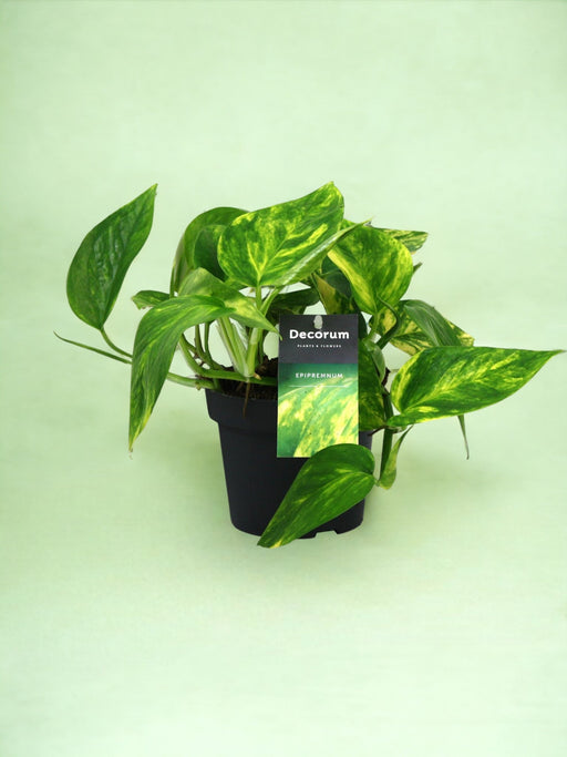 Pothos Golden