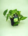 Pothos Golden