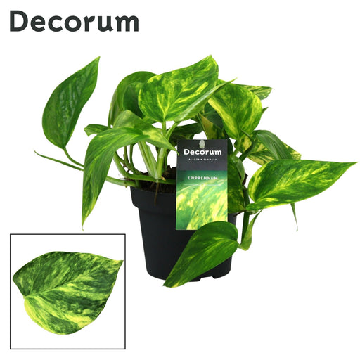 Pothos Golden