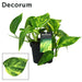 Pothos Golden