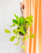 Pothos Neon Guld