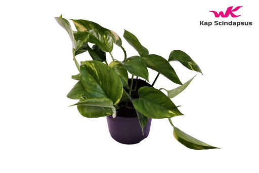 Pothos Scindapsus Aureum